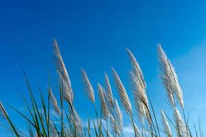 White grass flower with blue sky background. photo