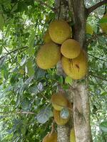 Group of jackfruit on tree. photo