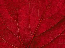 Macro of red grape leaf. photo