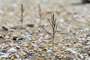 Seedlings of pine trees growing on sand. photo