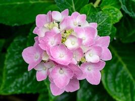 cerrar flor de hortensia foto