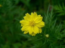 Yellow cosmos flower. photo