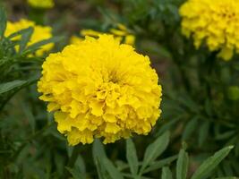 Close up marigolds flower photo