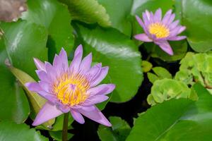 Violeta lirio de agua flor foto