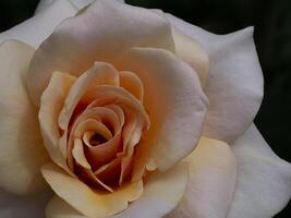 suave naranja Rosa flor foto