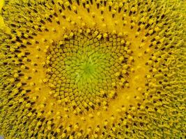 Close up sunflower. photo