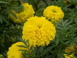 Close up marigolds flower photo