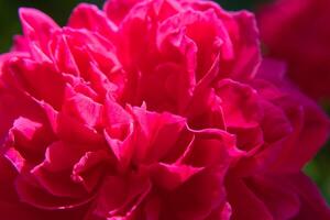 pink damask rose photo