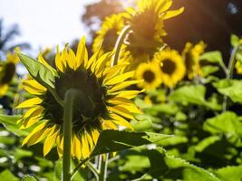 Close up sunflower. photo