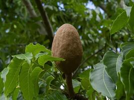 ancho hoja caoba o falso caoba foto