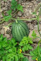 cerca arriba de joven sandía fruta. foto