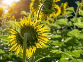 cerca arriba girasol. foto