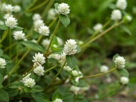 Close up of Gomphrena weed flower photo