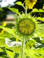 Close up sunflower. photo