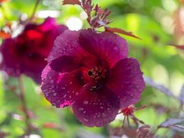 cerca arriba de arándano hibisco flor foto