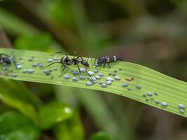 Ant are caring for the larvae of aphids. photo
