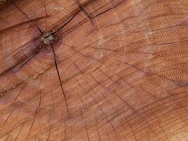 textura de madera. foto