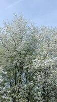 Antenne Aussicht von Blühen Bäume mit Weiß Blumen im Frühling video