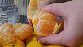 Closeup of hands of woman peeling an organic tangerine on white background video