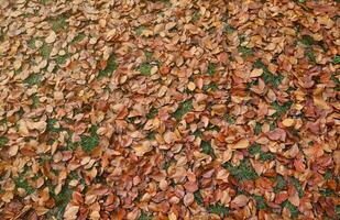 Red and orange autumn leaves background. Outdoor. Colorful backround image of fallen autumn leaves photo