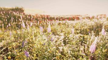 vivace campo pieno con un' colorato Vettore di fiori selvatici e fioritura impianti video