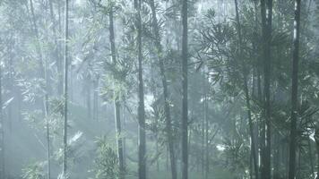A serene bamboo forest covered in a mystical fog video