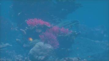 uma coral e uma peixe dentro a água video