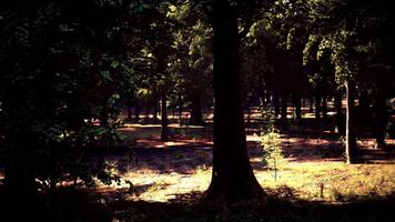 Sunlight streaming through the trees in a picturesque forest video