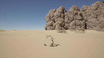 une désert scène avec une arbre dans le milieu de le désert. chaud désert video