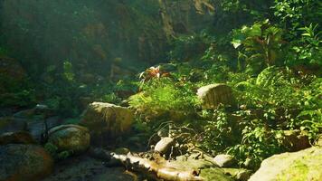 un' ruscello in esecuzione attraverso un' lussureggiante verde foresta. montagna sentiero video