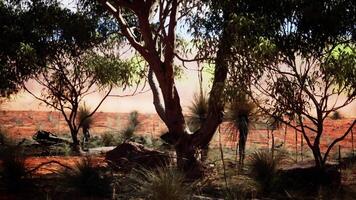 A serene landscape with trees and rocks video