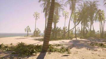 een strand met palm bomen en de oceaan in de achtergrond video