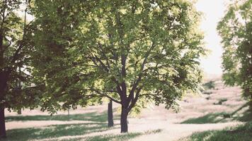 un sereno bosque escena con un grupo de arboles en pie alto en un lozano verde prado video