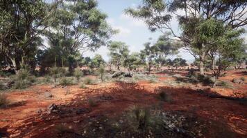 un natural paisaje con arboles y arbustos en un rural ajuste video