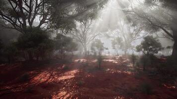 Sun rays filtering through foggy forest, creating a mystical atmosphere video