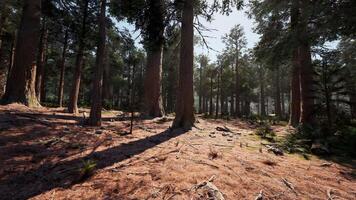 A dense forest with towering trees video