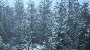 uma sereno inverno país das maravilhas dentro uma coberto de neve floresta video