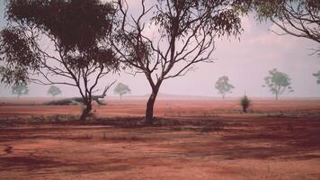 uma sereno campo panorama com árvores dentro uma grande aberto campo video