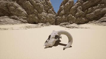 An animal skull in the sand near some rocks video