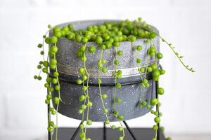 Long lashes of succulent Senecio rowleyanus in a concrete pot hang with round turtle leaves. Senecio rowley close-up in the interior on a white background, an ornamental plant photo