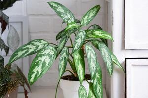 Aglaonema Maria in a white loft-style interior. Growing interior plants decorative in a pot photo