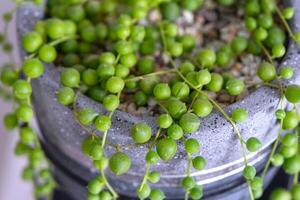 Long lashes of succulent Senecio rowleyanus in a concrete pot hang with round turtle leaves. Senecio rowley close-up in the interior on a white background, an ornamental plant photo