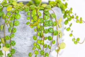 Long lashes of peperomium prostrate in a concrete pot hang with round turtle leaves. Peperomy close-up in the interior on a white background, an ornamental plant photo