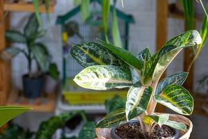 Aglaonema on the table for transplanting and caring for domestic plants in the interior of a green house with potted plants photo