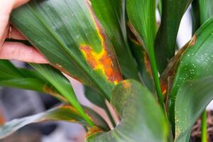 Problems in the cultivation of domestic plants Problems in cultivation of domestic plants aspidistra - leaves affected by sunburn and frostbit, yellow and dry tips, overflow of plant, rotting of roots photo