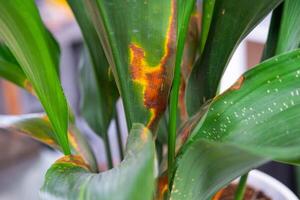 problemas en el cultivo de Doméstico plantas problemas en cultivo de Doméstico plantas aspidistra - hojas afectado por bronceado y congelación, amarillo y seco consejos, Desbordamiento de planta, podrido de raíces foto