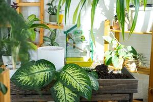 Dieffenbachia Tropic Snow on the table for transplanting and caring for domestic plants in the interior of a green house with potted plants photo