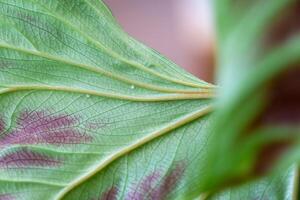 Leaves home plant affected by a spider mite parasite, small insects, Problems in the cultivation of domestic plants. Plant treatment and pest and fungus control photo