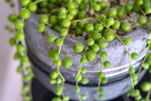 Long lashes of succulent Senecio rowleyanus in a concrete pot hang with round turtle leaves. Senecio rowley close-up in the interior on a white background, an ornamental plant photo