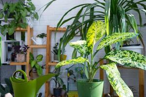 Dieffenbachia banana on the table for transplanting and caring for domestic plants in the interior of a green house with potted plants photo